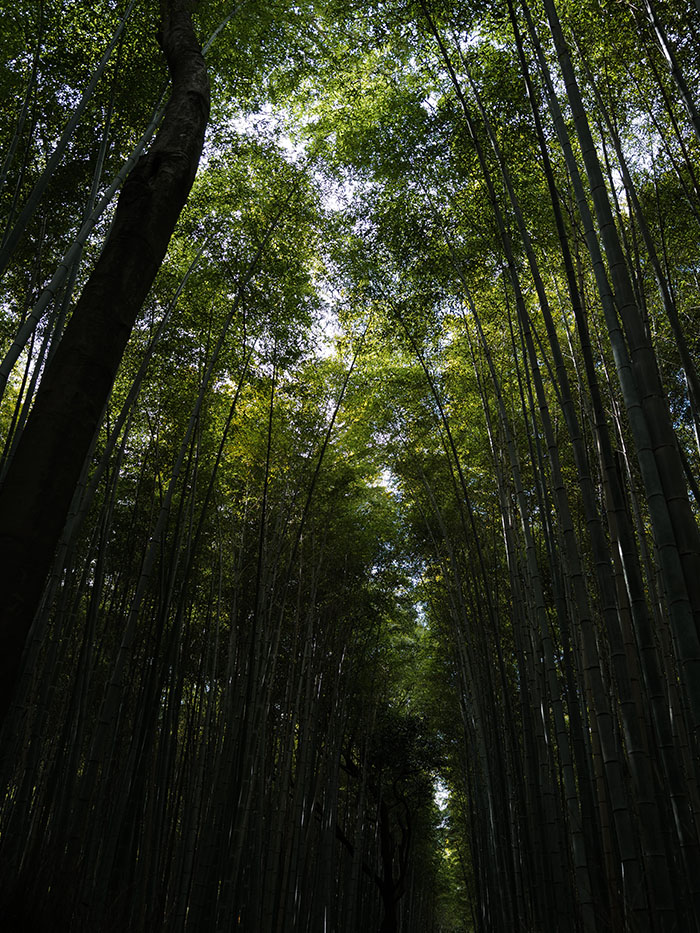 竹林の小径 ダークチェリー