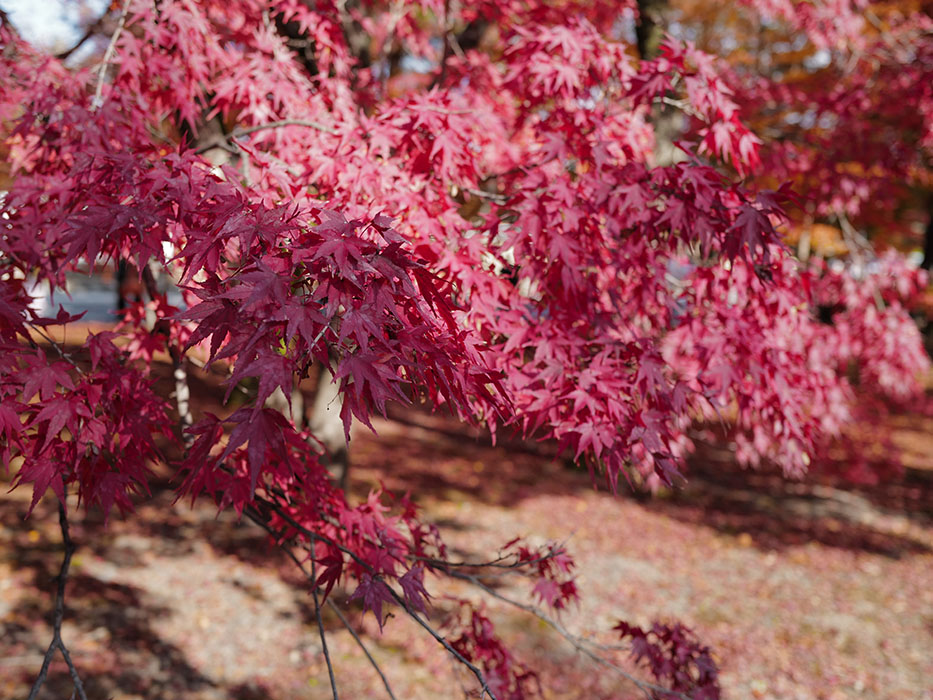 天龍寺 キャメルバッグ