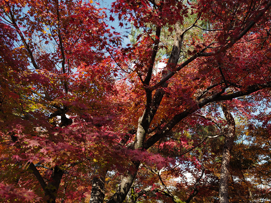 天龍寺 山門 バッグ