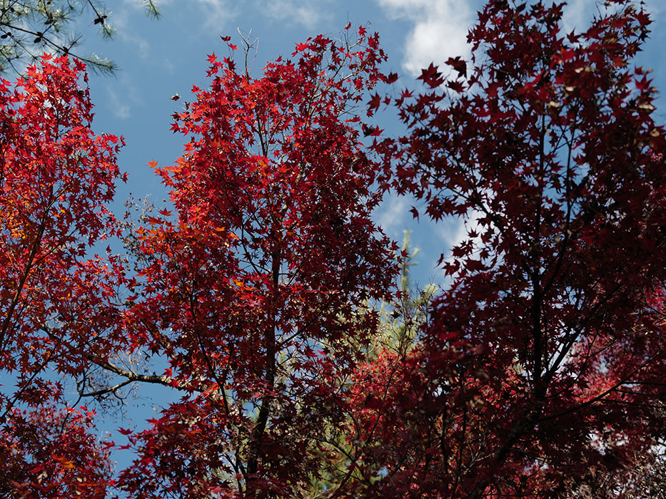 天龍寺 参道 紅葉