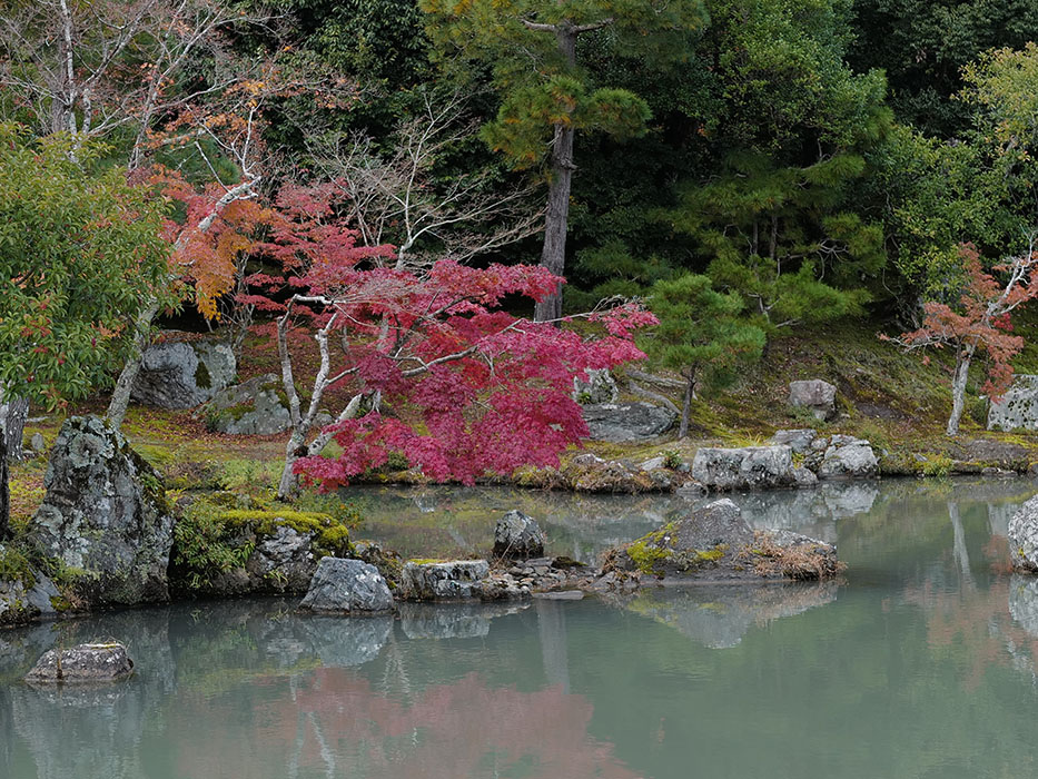 天龍寺 庭園 紅葉