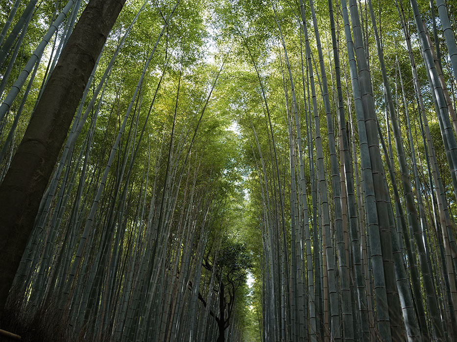 嵐山 紅葉 ダークチェリーバッグ
