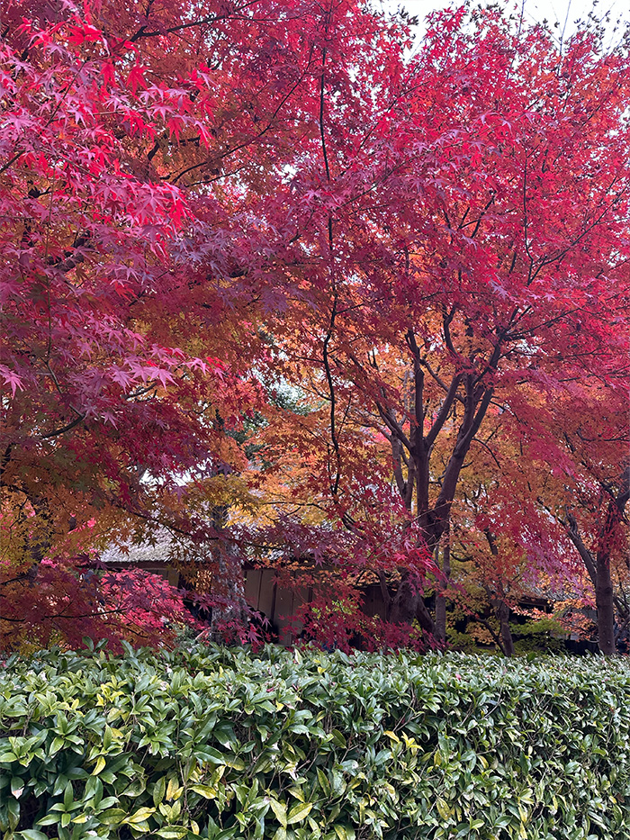 嵐山 秋の余韻 散策風景