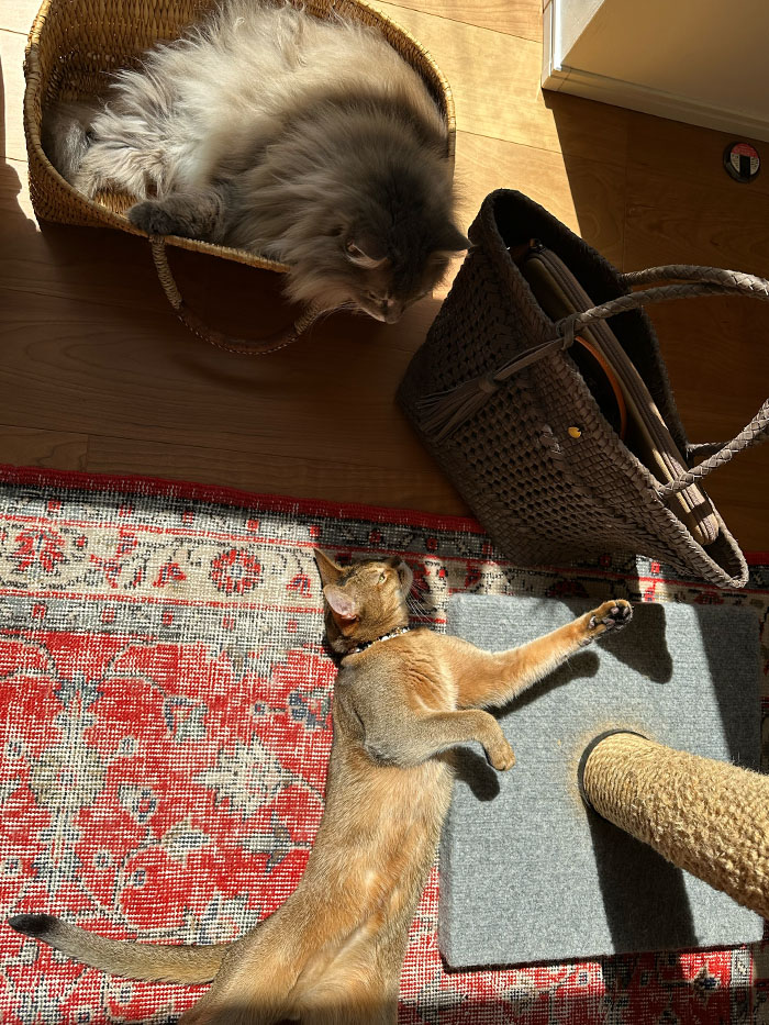 陽だまりの中で寝転ぶ猫とノートルファボリのレザーメッシュバッグ カミーユ スモーキーブラウン