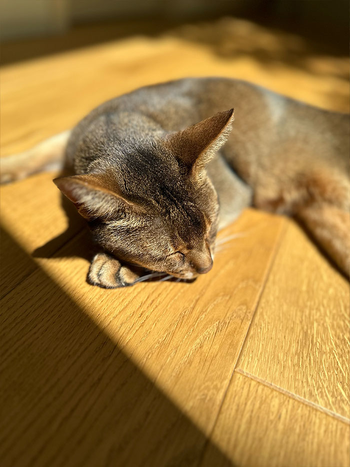 春の光に包まれる室内と猫とバッグのある風景