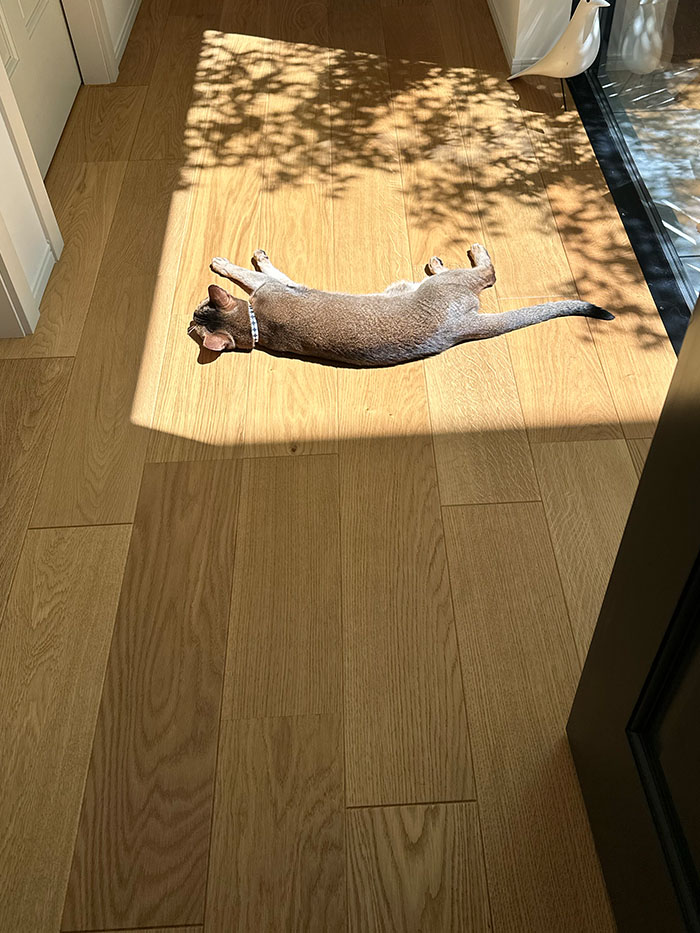 陽だまりでくつろぐ猫とレザーメッシュバッグのある暮らし