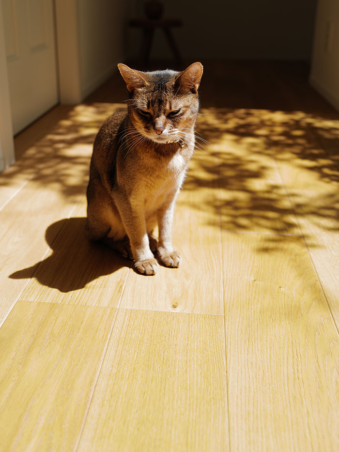 玄関に立つ猫とバッグのある朝の風景