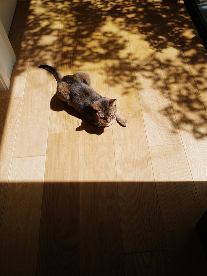 玄関で見送りをする猫とレザーメッシュバッグ カミーユ