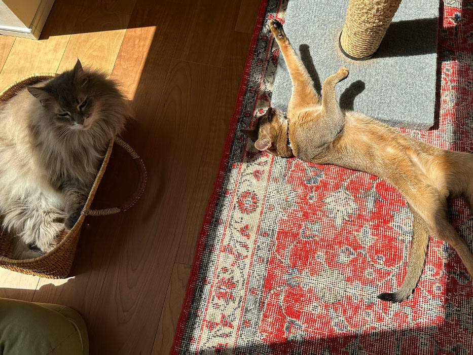 ノートルファボリの本革バッグからレザーメッシュバッグへ持ち替えるシーン