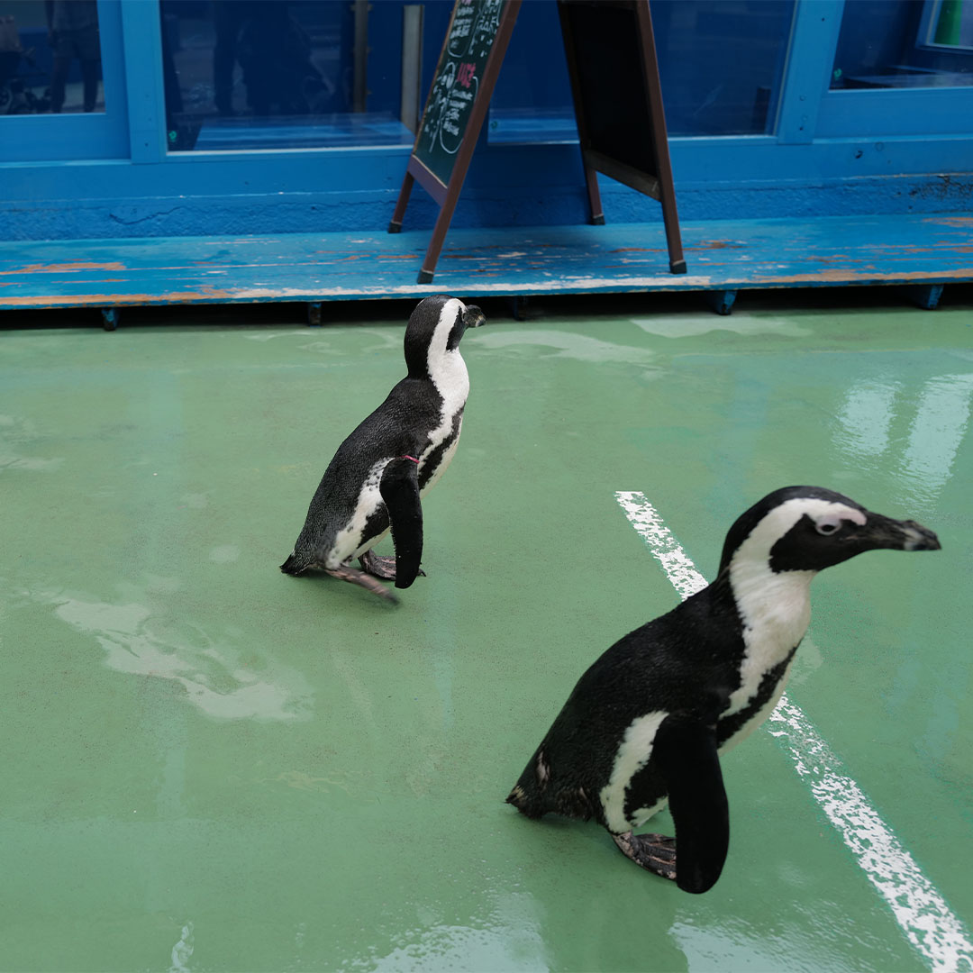 伊勢シーパラダイスのペンギンが歩く姿