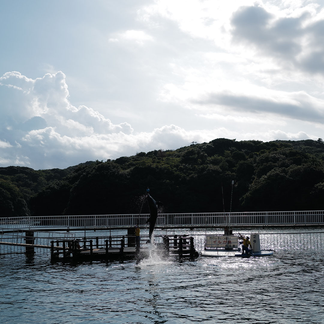 イルカ島の海上ステージとイルカショーの風景