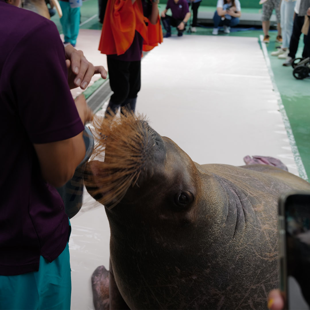 伊勢シーパラダイスのセイウチの顔を近くで見る写真