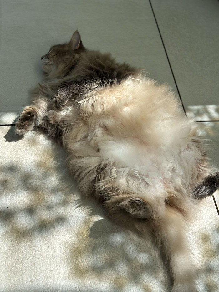 陽だまりの中で眠る猫のいる暮らし