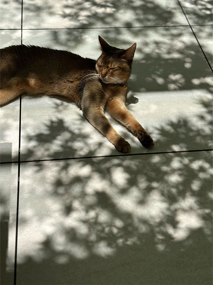木漏れ日の中でくつろぐ猫と静かな休日